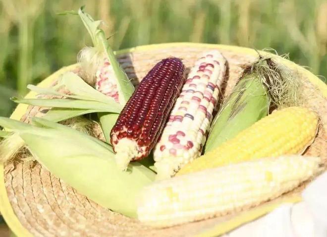 鲜食玉米品种竞艳 2025年鲜食玉米产业创新大会