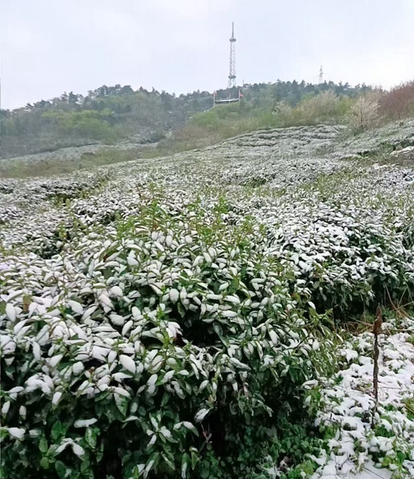 四季财经｜茗春香：“茶叶+”破圈新玩法，如何写好“早”文章？