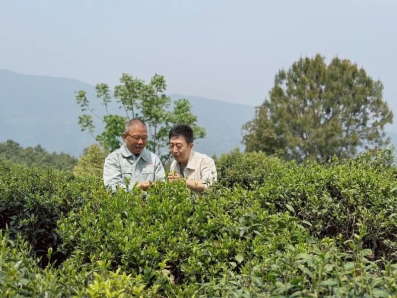 中国茶向何处去？农夫山泉在云南打造“产业丛林”