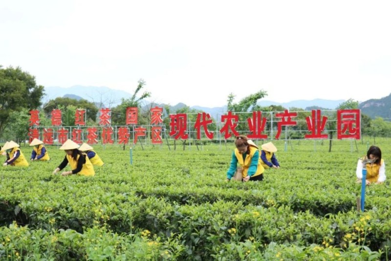 英德红茶，首次位居全国红茶类第一！