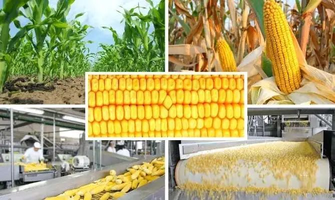 玉米看涨情绪高,涨不停VS盘面震荡,还能否突破2400关口？