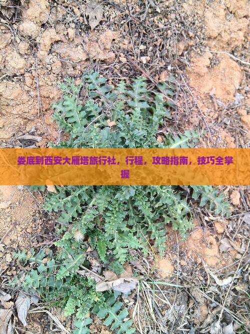 娄底到西安大雁塔旅行社 娄底到西安大雁塔旅行社